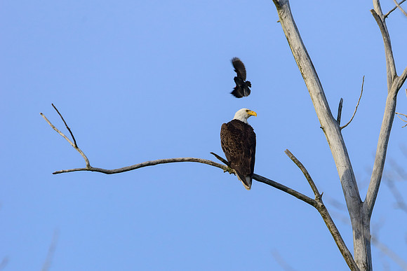 Bald Eagle