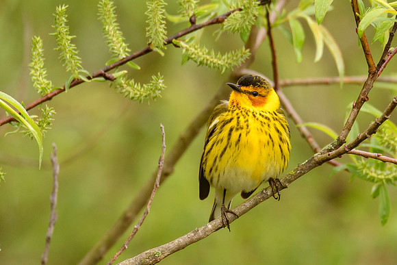 Cape May Warbler