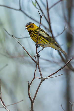 Cape May Warbler
