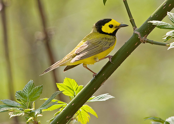 Hooded Warbler; Magee Marsh, Lake Erie Ohio