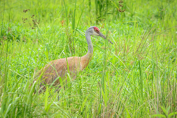 Male Sandhill Crane
