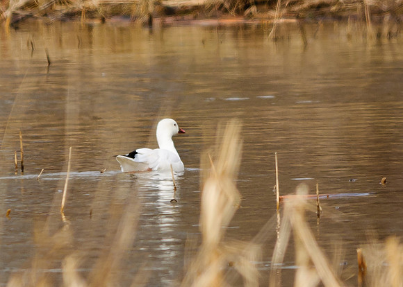 Ross's Goose; Big Island Wildlife Area, Marion Ohio