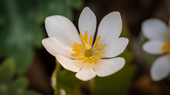 Bloodroot