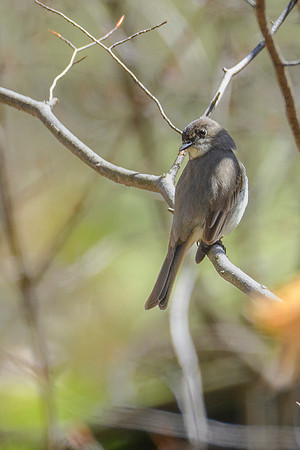 Eastern Pheobe