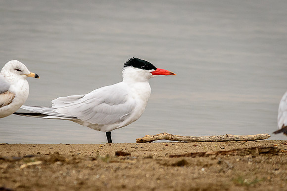 Caspian Tern; Indian Lake Old Field Beach.