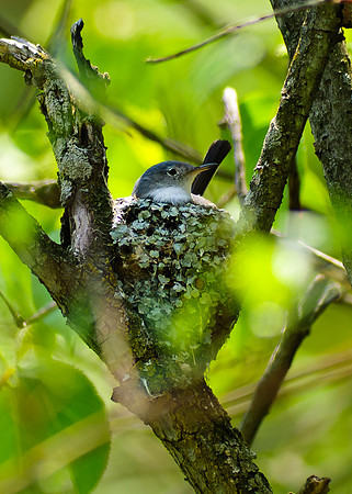 Blue Gray Gnatcatcher, Big Darby Headwaters, Union County Ohio