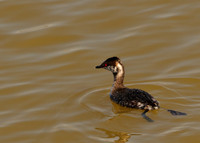 Horned Grebe