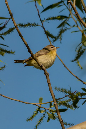 Warbling Vireo