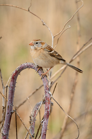 Field Sparrow