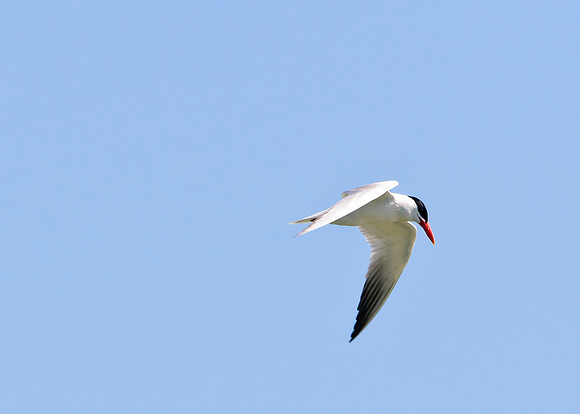 Caspian Tern