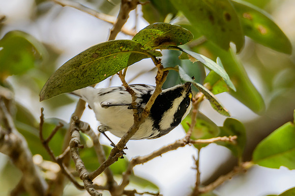 Black-throated Gray Warbler