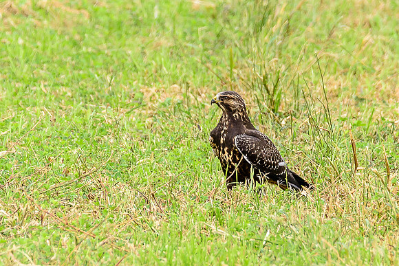Swainson's Hawk