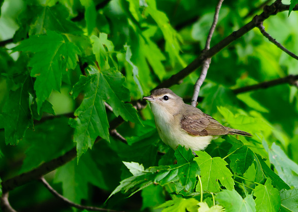 Warbling Vireo; Killdeer Plains WA, Harpster OH