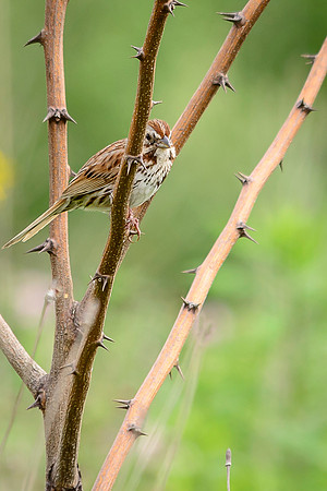 Song Sparrow