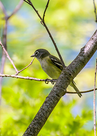 Blue-headed Vireo