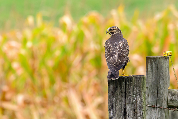 Swainson's Hawk