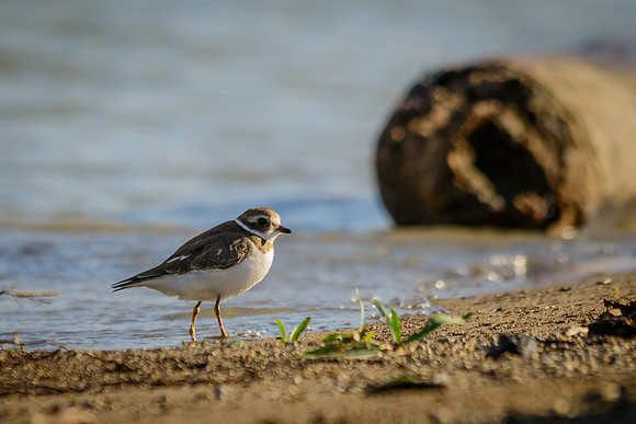 Semipalmated Plover