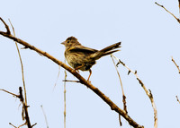 Cassin's Sparrow