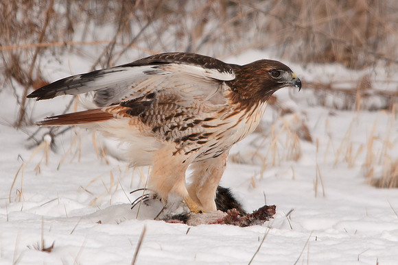 Red-tailed Hawk