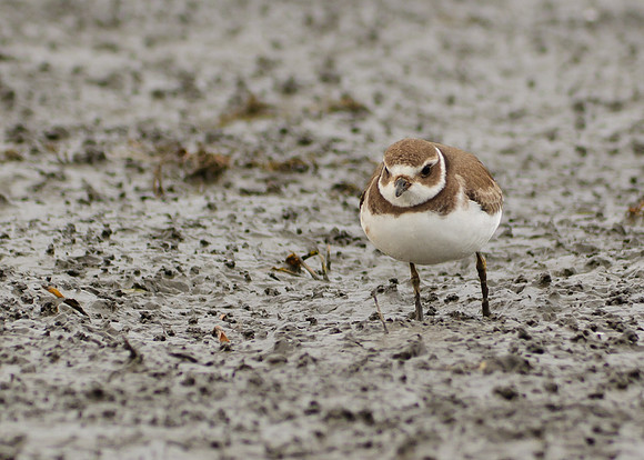 Semipalmated Plover