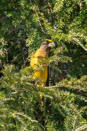 Evening Grosbeak