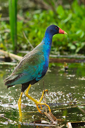 Male Purple Galanule, Cleveland Ohio Metro Park