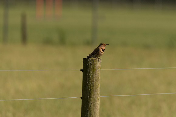 Northern Flicker