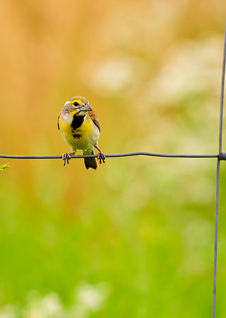 Dickcissel