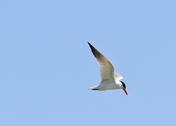 Caspian Tern