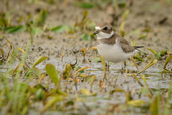 Semipalmated Plover