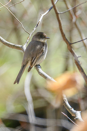 Eastern Pheobe