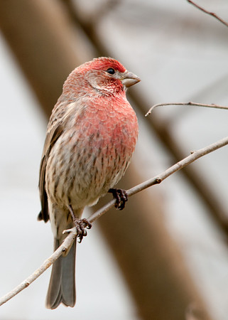 House Finch