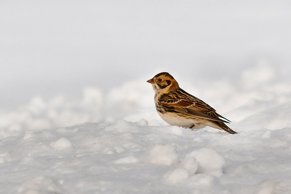 Lapland Longspur