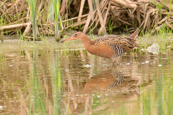 King Rail