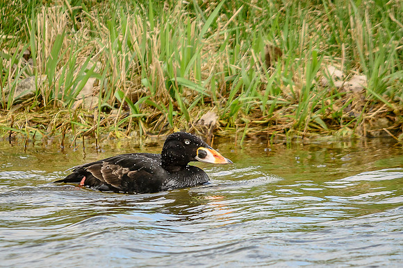 Surf Scoter