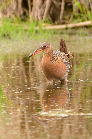 King Rail