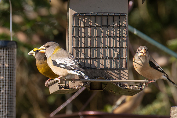 Evening Grosbeak