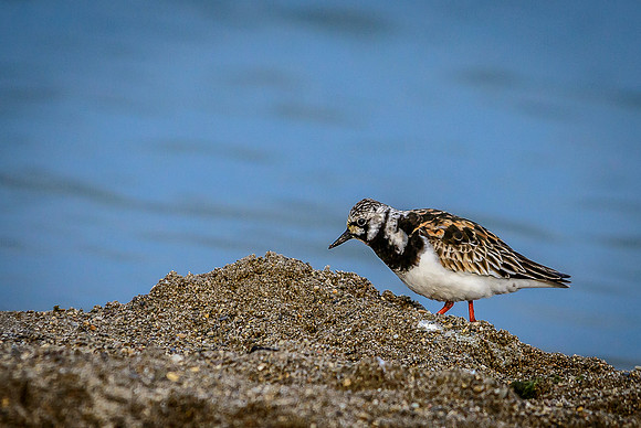 Ruddy Turnstone