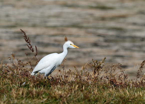 Cattle Egret