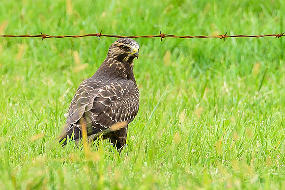 Swainson's Hawk