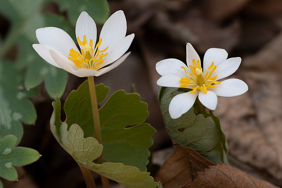 Bloodroot