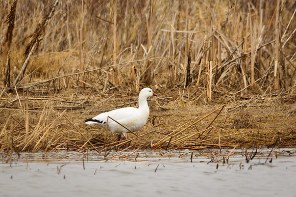 Ross's Goose; Big Island Wildlife Area, Marion Ohio