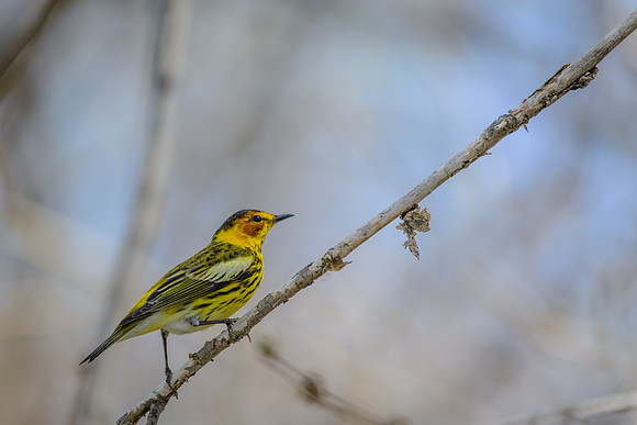 Cape May Warbler