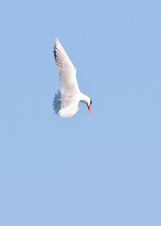 Caspian Tern