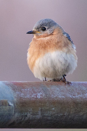 Blue Bird; Ohio