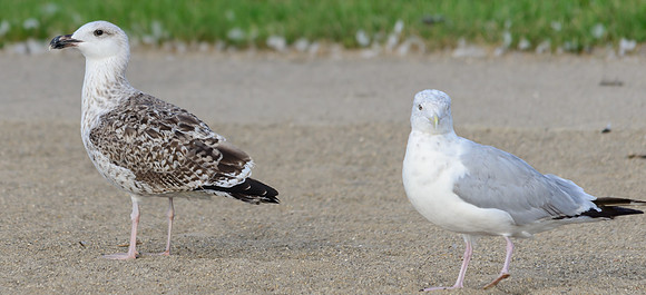 Greater Black-backed Gull
