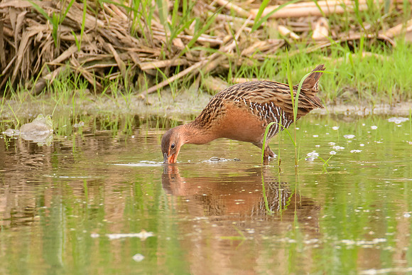 King Rail