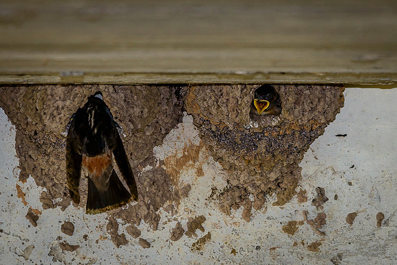 Baby Cliff Swallows and Adult Feeding