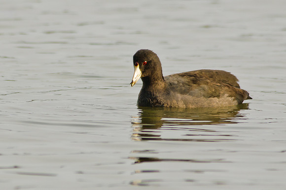 American Coot, Big Island Wildlife Area, Marion Ohio