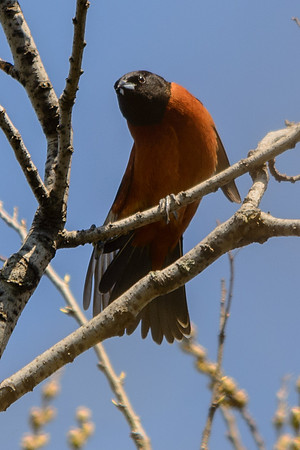 Orchard Oriole